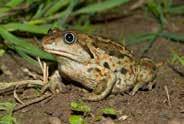 Bouwstenen biodiversiteit Streekeigen beplanting Deelgebied Oeverwal Landschap Houtsingels: authentieke zwarte populier, gewone es, zwarte els en schietwilg. Struweelhaag: Meidoorn langs de percelen.