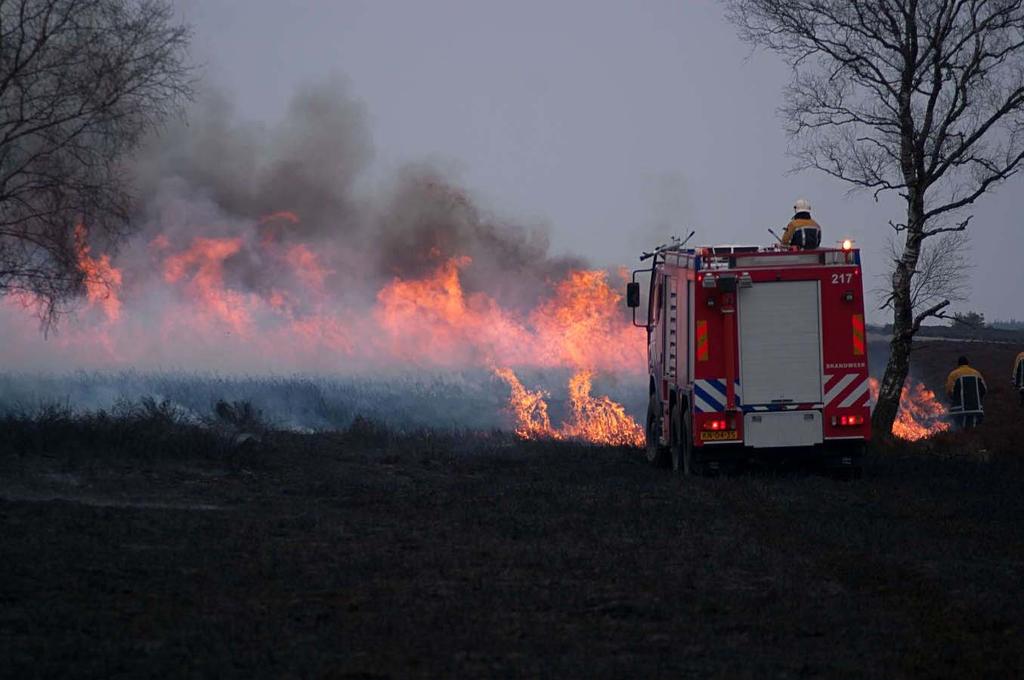 Het gevaar van branden in het natte heidesysteem is, net zoals bij droge heide, dat soorten die beter tegen brand bestand zijn gaan overheersen, zoals Pijpestrootje en Wollegras (Eriophorum