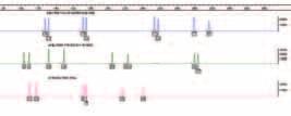 4 Matchende DNA-profielen Twee DNA-profielen zijn aan elkaar gelijk als voor elk onderzocht locus in het ene DNA-profiel de vastgestelde DNA-kenmerken gelijk zijn aan die van het desbetreffende locus