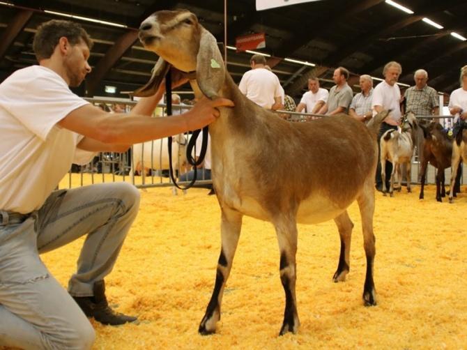 K: Imagine van Oudwoude van Comb. De Boer, Oudwoude (Fr) RK: Liberty vd Clabanus van J.