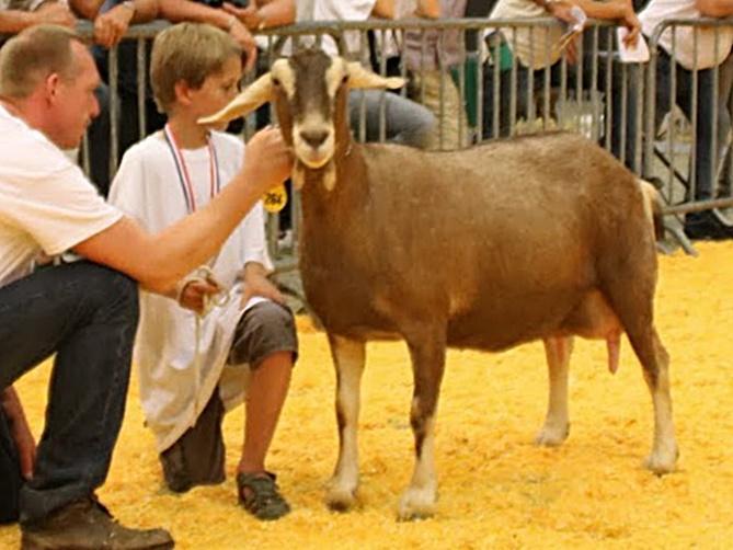 K: Maud 19 fd Geitebreche van VOF vd Veen-Meyer, Makkum (Fr) RK: Merilla Sonja K43076 van K.S. & J.J. Meekma, Deinum (Fr) AANTAL DIEREN OP DE KEURING IN ZWOLLE Wit Togg