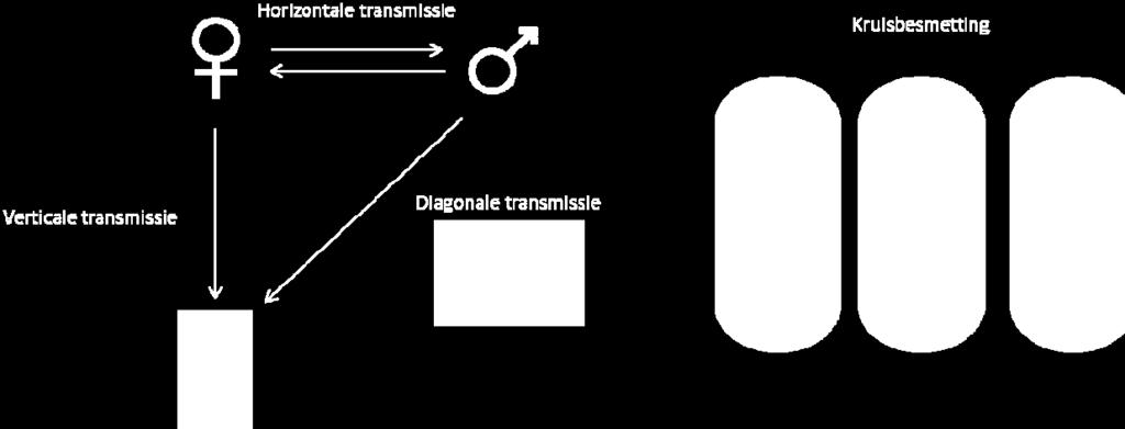 In dit standpunt worden potentiële risico s overwogen voor: De ontvanger via horizontale transmissie. Het toekomstige kind via verticale transmissie (van moeder op kind).