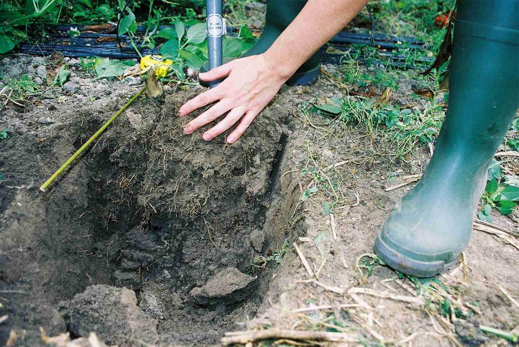 3.3 Bodemstructuur De bodemstructuur bepaalt de hoeveelheid lucht in de bodem, de vochthuishouding en is van grote invloed op de doorwortelbaarheid.