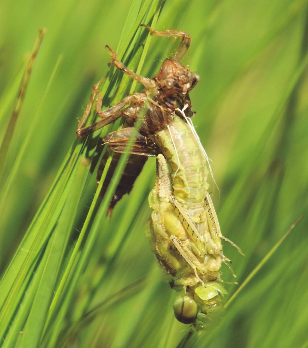 Ei en larve De eitjes van libellen zijn uiteraard erg klein, ongeveer een halve millimeter. De eitjes komen bij veel soorten al enkele weken na de leg uit.