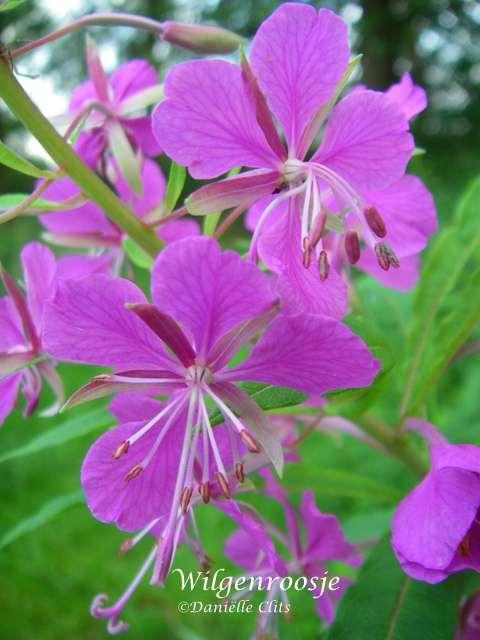 Basterdwederik (Epilobium) Bladen tegenoverstaand; stempel in kruis of knotsvormig Gewoon