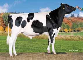 Lexington stamt via zijn moeder Tirsvad BT Noma VG 89 uit de Onyx Nickfamilie.