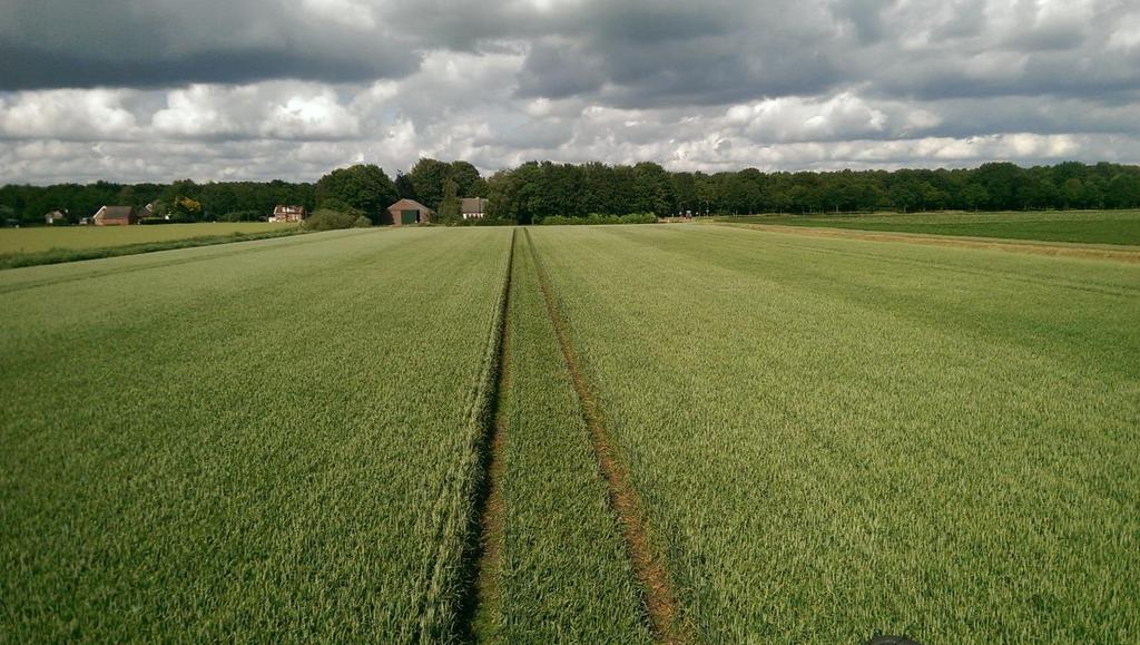 Op 23 juni zijn er hoogte metingen van het gewas uitgevoerd. Er was sprake van een duidelijk verschil in lengtegroei van de gewassen tussen de verschillende behandelingen.