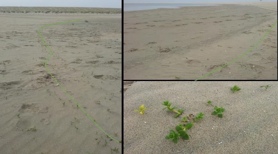 Figuur 4.26. Beginnende vegetatie in strengen (links en rechtsboven) en in close-up (rechtsonder). Vooral in de zomer van 2014 heeft de vegetatie een vlucht genomen, zowel onder als boven water.