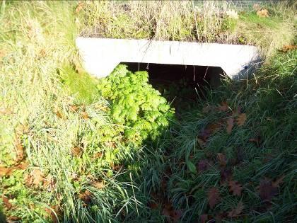 oevers van de beek met grasland, rietvegetatie en struiken in de omgeving Faunatunnel 126