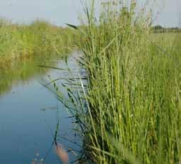 Door deze omgeving is het Sneekermeer een van de mooiste watersportgebieden van Nederland. Doel en maatregelen Met dit project worden de natuur- en gebiedskwaliteiten verbeterd en versterkt.