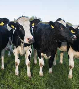 Minder koeien met Samen met Wageningen UR ontwikkelde Nutreco een recept voor krachtvoer dat het risico op melkziekte vermindert. De winst: gezonde koeien die snel na het kalven weer productief zijn.