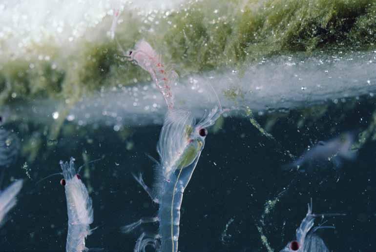 Antarctische krill (Euphausia superba), hier onder met algen bedekt ijs, vormt het belangrijkste zooplankton in het Antarctische voedselweb.