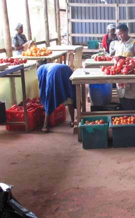 Afrikaanse ondernemersclub werpt vruchten af De situatie van tienduizenden kleine boeren in Oost-Afrika verbetert dankzij steun van de Africa Agribusiness Academy aan mkb-ondernemers.