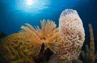 Sponzen zijn primitieve waterdiertjes die leven van afvalstoffen van koralen en algen.