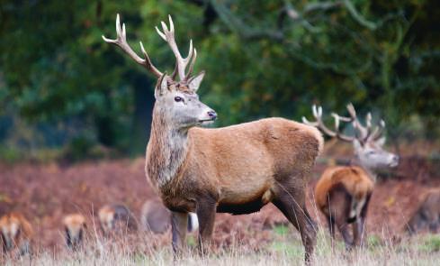 Ook hebben we hert uit de weidse vrije natuur in Oostenrijk en Nieuw-Zeeland.