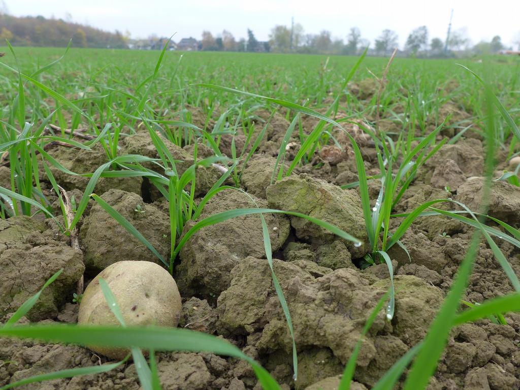 Figuur 2: Het plangebied met recent ingezaaid Engels raaigras en de resten van de vorige de aardappelproductie.