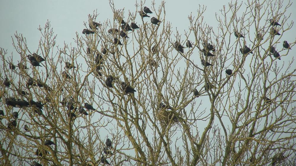 Grote groepen Kauwen (foto Sieds) en Holenduiven