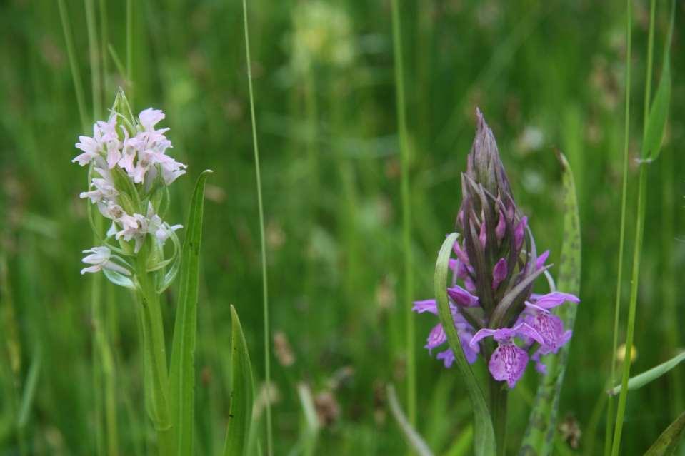 Vleeskleurige orchis Dactylorhiza incarnata