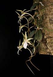 Verslag bijeenkomst 14 oktober 2015 Op deze bijeenkomst die goed was bezet, werd door Folbert Bronsema een lezing gegeven over het vermeerderen van planten en toegespitst op orchideeën.