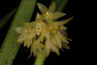 Octomeria crassifolia Lindley 1837 Vindplaats: Ecuador, Brazilië en Uruguay. Beschrijving: Kruipende plant.