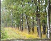 In Veldontginning Rechte lange stromen Diepere ontwatering Soms beplant In Boslandschap Natuurlijke oevers Verloop is samenhangend met ontginning; soms