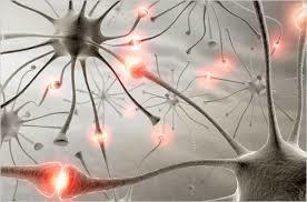 Meer episodes: veranderingen in het brein Neurobiologische veranderingen Neurotrofinen (BDNF ) Pro-inflammatoire cytokinen (TNF-α, Il-6 ) Gevolgen van oxidatieve stress (radicalen, antioxidanten )