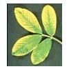 Diverse netheid, ziek plantendelen (bladeren) opruimen of verwijderen Diverse zieke plantendelen wegsnoeien tot op het gezonde hout Bravo Chloorthalonil chloorthalonil 500 g/l Fungicide 7003/B