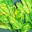 magnesiumgebrek Mg Ernst van de ziekte of plaag: 1 Een gebreksziekte: de plant heeft te kort aan het element magnesium (mg). Aanvankelijk zijn de randen van het blad geelgekleurd.