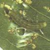 anjerbladrollers Cacoecimorpha pronubana lichtgroene rupsen van deze klein, bruingevleugelde motten Ernst van de ziekte of plaag: 3 Deze lichtgroene, tot 18 mm lange, rupsen met een bruin kop, zijn