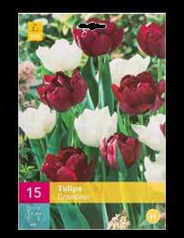 Bloembollen tulp Tulipa Grandeur.
