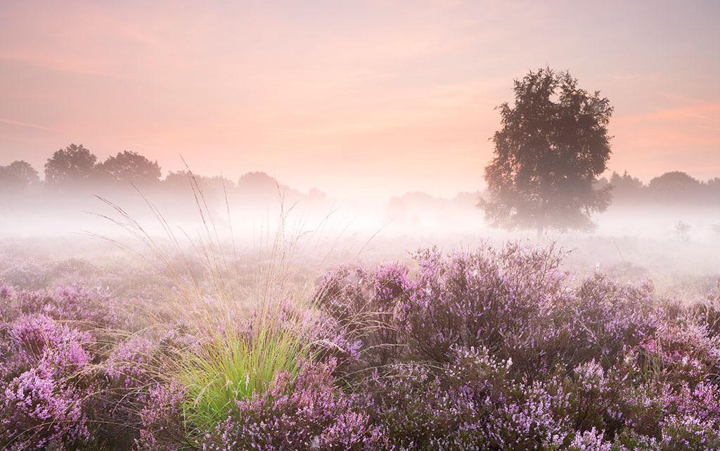 HET HEIDEVELD ZAL MET ZIJN MEERSTAMMIGE