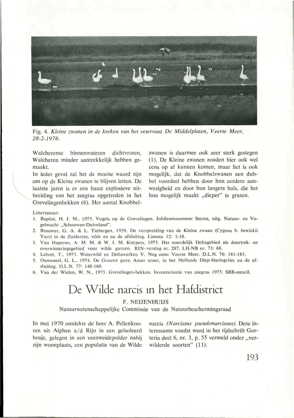 ^p ^p^^^^ Fig. 4. Kleine zwanen in de kreken van het reservaat De Middelplaten, Veerse Meer, 28-2-1976. Walcherense binnenwateren dichtvroren, Walcheren minder aantrekkelijk hebben gemaakt.