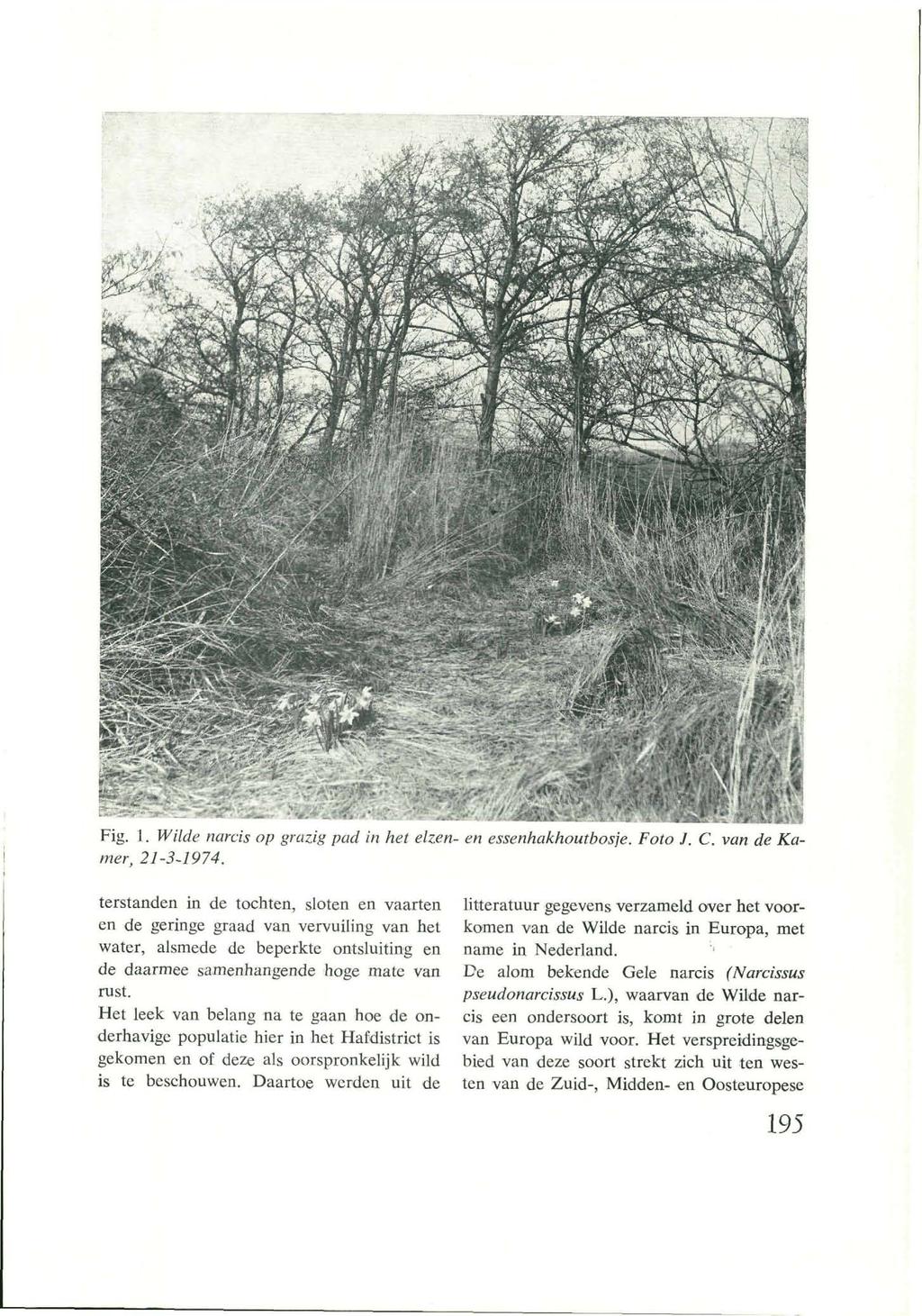 Fig. 1. Wilde narcis op grazig pad in het elzen- en essenhakhoutbosje. Foto J. C. van de Kamer, 21-3-1974.