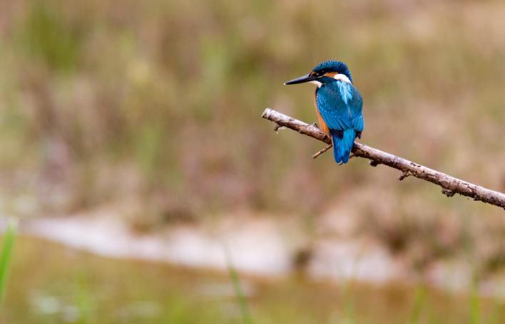 Spechten Het bos lokt ook allerlei soorten spechten, die dol zijn op de oude bomen en dood hout.