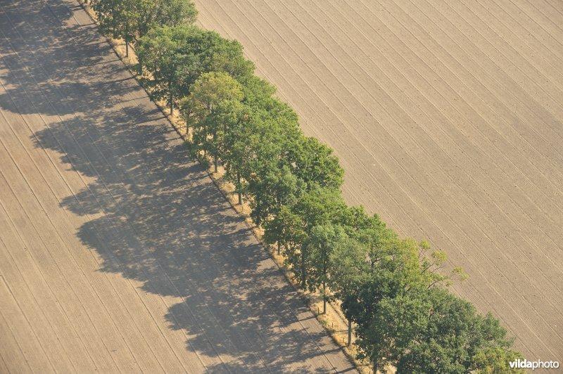 Belang voor andere zoogdieren Beheer van dreven Holle bomen Vleermuizen ge