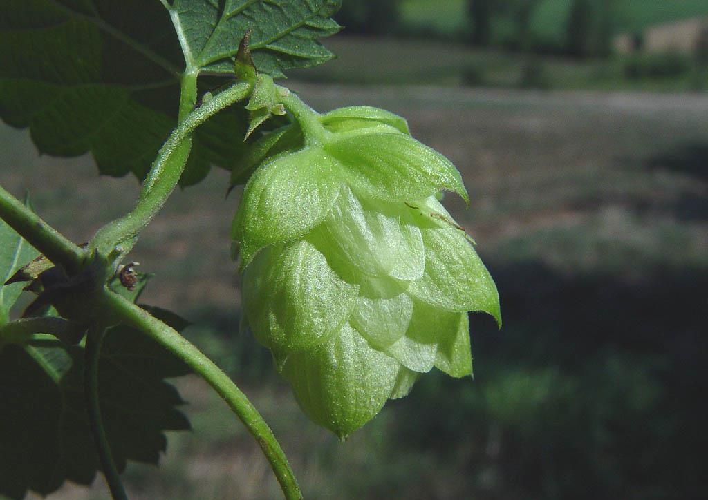 Opkomst en verspreiding van hop Hop is belangrijke