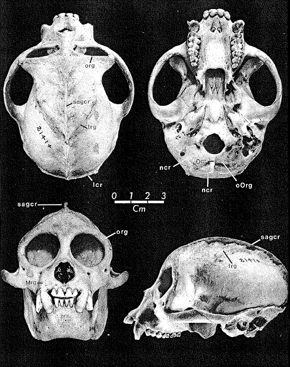 Fig. 3: Craniale kammen en randen van Callitrichidae: lcr = lambdoïde kam, ncr = nuchale kam, Ocr = mediane