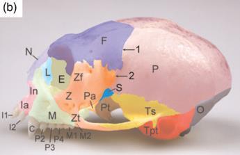 fissura orbitalis ventralis; Ia = processus alveolaris ossis incisivi; In = processus nasalis ossis incisivi; M =maxilla; Z = os zygomaticum; N = os nasale, F = os frontale; P = os parietale, I1 =