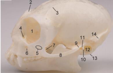 Fig. 6: Laterale aanzicht van de schedel van links: 1. orbita; 2. arcus supraciliaris; 3.linea temporalis; 4. Canalis lacrimalis; 5. foramina zygomaticofacialia; 6. foramen infraorbitale; 7.