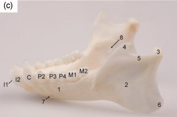 Fig. 8: Lateraal aanzicht van de mandibula van links: 1. Corpus mandibulae; 2. ramus mandibulae; 3. processus condylaris; 4. processus coronoideus; 5. incisura mandibulae; 6. angulus mandibulae; 7.