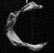 3.3. Hyoïd Het tongbeen (os hyoideum), situeert zich in het primatenlichaam centraal in de nek en de faryngeale kolom, net onder de mandibula.