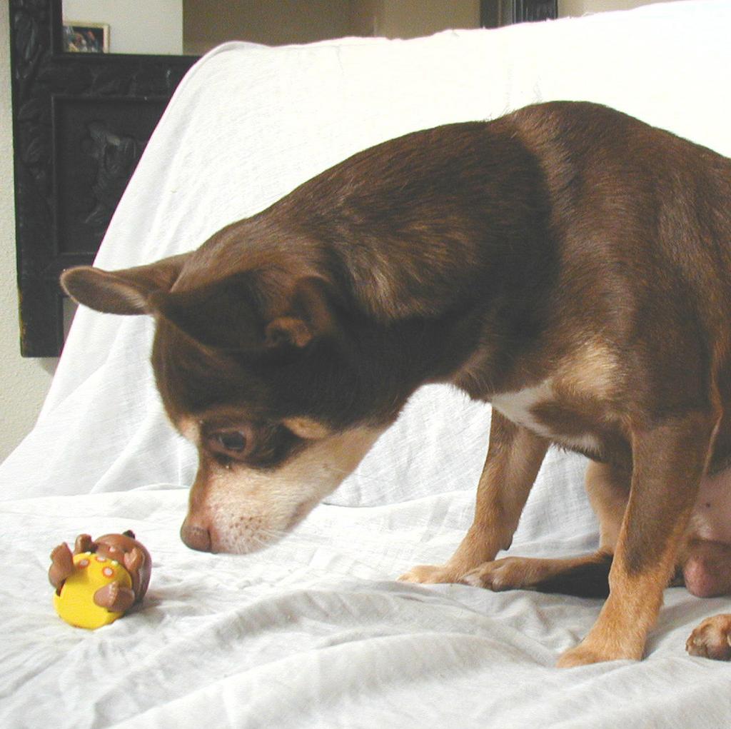 Een hondenmandje. Chihuahua s houden van warme, comfortabele mandjes. Die zijn er in vele soorten en maten. Je kunt kiezen voor een pluchen mandje of een hondenhuisje (een overdekt hondenmandje).