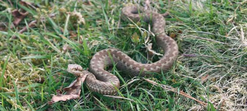 Adder 2.3 Beheer In onderstaande tabellen is per provincie en landelijk de oppervlakte in ha s weergegeven, die aan EHS en RodS op peildatum 1 januari 2012 in beheer is.