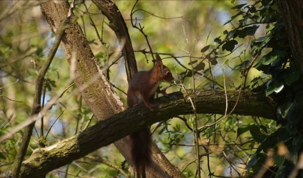 Eekhoorn vrouwtje terrein Driesprong Jaarlijks maakt de eekhoorn een nieuw nest voor de jongen. Eind december begin januari begint de voortplantingstijd.