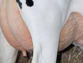 Introductie Melk fficiënt Optimaliseren voor een efficiënte bedrijfsvoering 5 Met de afschaffing van het melkquotum in het vooruitzicht zijn veel veehouders bezig met het maken van toekomst plannen.
