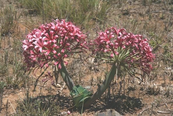 Aizoaceae, en heb zodoende ook in de herfst bloei in mijn tuin en dit is toch ook een prachtige familie om te verzamelen en te zaaien. Hier gaat de lezing bij jullie dan ook over.