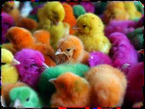 In mei leggen alle vogels een ei, gelukkig maar want de kuikentjes vertellen ons deze maand wat er allemaal