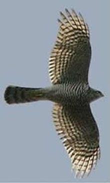 De welving van de vleugel van een vogel zorgt voor de draagkracht die nodig is om de zwaartekracht te overwinnen.