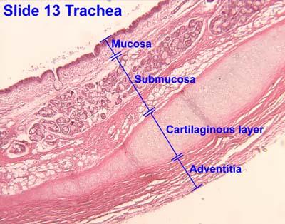 1. Trachea Herkenning - kraakbeen in U-vorm - Gobletcellen in epitheellaag - gladde spierlaag tussen de