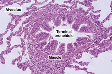 ??) - eptiheel bevat grote Clara-cellen die uitstulpen in het lumen (maken stofje dat lijkt op surfactant) - relatief veel glad spierweefsel - bronchus-associated lymfoid tissue - al wat alveoli